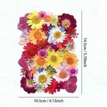35-43 pezzi di fiori secchi e pressati naturali in kit fai-da-te per resina epossidica, stampi per gioielli in resina epossidica, candele, saponi, decorazioni per unghie, segnalibri. Materiali naturali a base di foglie vere - realizzati con fogliame reale stagionale, specificamente disidratati, pressati e asciugati per preservarne l'originalità. Stile naturale, adatto a qualsiasi lavorazione fai-da-te.
