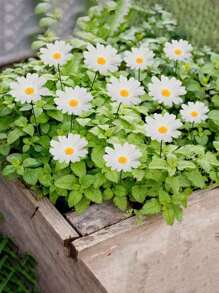 10 chiếc trang trí chèn đất ngoài trời mùa xuân, trang trí sân vườn ngoài trời, cảnh quan biệt thự cỏ hướng dương giả, trang trí sân, trang trí sân vườn - Nhiều màu - Xem 2