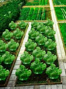 Vegetable Protection Cage, Thicker Snail-Proof Seedlings Guard, Round Plant Grow Tent For Gardening, Pest & Disease Prevention