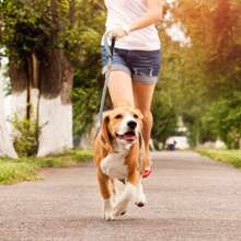 Lynxking 1PC Dog Leash,Durable Webbing Lead With Reflective Strips And D-Ring For Small Medium And Large Dogs - Grey - View 7