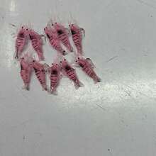 10pcs/20pcs Soft Shrimp Bait With Hook, Glow-In-The-Dark Lifelike Shrimp Bait, Freshwater Artificial Luminous Shrimp Lure, Ice Fishing Tackle, Suitable For Bass, Largemouth Bass, Trout, Crappie Night Fishing Accessories