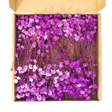 1 Box Natural Preserved Baby's Breath Flowers - Elegant Everlasting Baby's Breath Suitable For Home, Office, Wedding, Christmas, Halloween Parties, DIY Crafts, Maintenance-Free, For Ages 14+ Gifts Birthday Graduation
