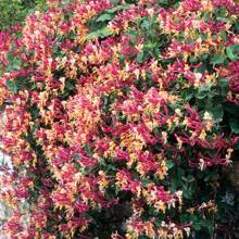 200+ Honeysuckle Beauty Collection Flower Se.Ed For Planting Balcony Home Gardening Non-Gmo Flower - 200+ - View 3