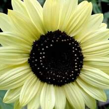 50 + Lemon Queen Sunflower Traditional Garden Seeds - Perfect For Heliofile Gardens, Non-GMO Flower Seeds - 1 pack - 查看 3