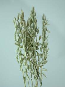 15/30/60pcs Dried Natural White Oats Flower Bouquet, Real Natural Bleached Avena Flowers Wheat Bunch For Wedding Xmas Decoration, Diy Home Arrangement