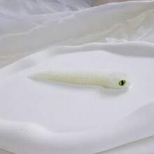 1 pieza Decoración de escritorio realista de serpiente impresa en 3D, figura miniatura hiperrealista, regalo en caja sorpresa