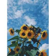 SNA 2025 New Style Sunflower Sky Flower Series Cross Stitch Kits Patterns Printed Canvas Embroidery Sets 11CT DIY Hand Embroidery Crafts Living Room