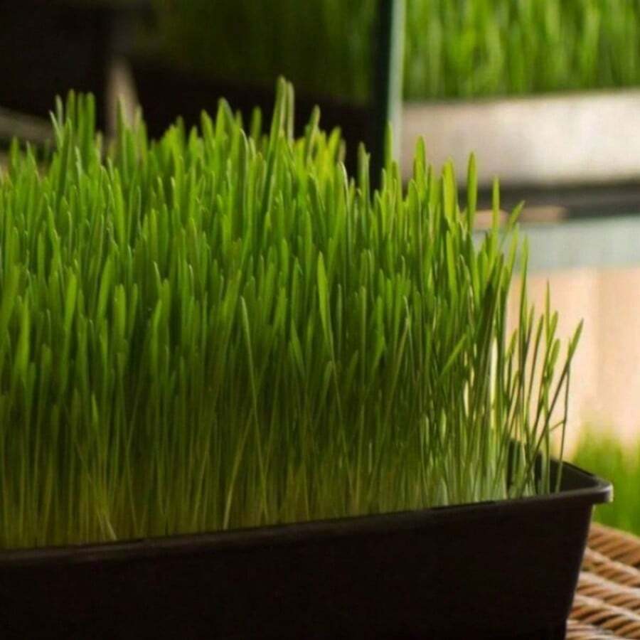 Pack Of Wheatgrass Seeds, Green Cat Grass Seeds, Garden Vegetable Herb, Non-GMO Seeds, Heirloom Seeds, Herb Seeds, Gardeners Gift - 120 Seeds - View 1