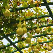 A Hundred Tiny Treasures: 100 Robust Hand Gourd Seeds - Unleash A Bounty Of Charming Twists Across Your Garden - 1 Pack - 查看 6