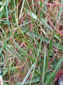 1pc Nylon Hand Throw Fishing Net, Diameter 180cm-720cm, Lightweight - Brown - View 6