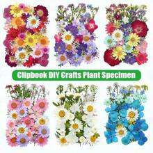 35-43 pezzi di fiori secchi e pressati naturali in kit fai-da-te per resina epossidica, stampi per gioielli in resina epossidica, candele, saponi, decorazioni per unghie, segnalibri. Materiali naturali a base di foglie vere - realizzati con fogliame reale stagionale, specificamente disidratati, pressati e asciugati per preservarne l'originalità. Stile naturale, adatto a qualsiasi lavorazione fai-da-te.