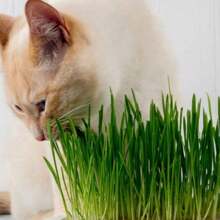 Pack Of Wheatgrass Seeds, Green Cat Grass Seeds, Garden Vegetable Herb, Non-GMO Seeds, Heirloom Seeds, Herb Seeds, Gardeners Gift - 120 Seeds - View 2