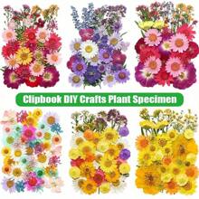 35-43 pezzi di fiori secchi e pressati naturali in kit fai-da-te per resina epossidica, stampi per gioielli in resina epossidica, candele, saponi, decorazioni per unghie, segnalibri. Materiali naturali a base di foglie vere - realizzati con fogliame reale stagionale, specificamente disidratati, pressati e asciugati per preservarne l'originalità. Stile naturale, adatto a qualsiasi lavorazione fai-da-te.