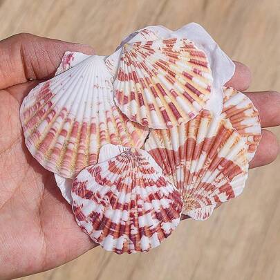 1 paquete de 30g de vieira colorida natural, concha de mar - para decoración del hogar, manualidades DIY, sustrato de acuario, marco de fotos y decoración de pared