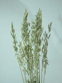 15/30/60pcs Dried Natural White Oats Flower Bouquet, Real Natural Bleached Avena Flowers Wheat Bunch For Wedding Xmas Decoration, Diy Home Arrangement