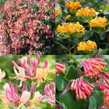 200+ Honeysuckle Beauty Collection Flower Se.Ed For Planting Balcony Home Gardening Non-Gmo Flower - 200+ - View 2