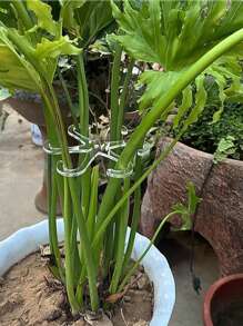 4pcs Adjustable Plant Support Clips - Sturdy Transparent & Green Vine Trellis For Upright Growth, Secure Stem Holders With Easy Installation And Reusable Design