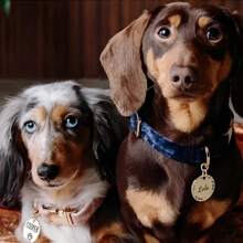 Personalisierter Hunde-ID-Anhänger, Individualisierter Hunde-Namensanhänger, Personalisierter gravierter Hunde-Anhänger, Personalisierter Katzen-ID-Anhänger, Individualisierter Haustier-Namensanhänger, Personalisierter Hunde-Anhänger mit Name & Text, Muttertags-Geschenk, Vatertags-Geschenk, Jahrestags-Geschenk, Haustier-Geschenk, Hunde-Geburtstags-Geschenk, Geschenk für Hundeliebhaber, Geschenk für Mutter/Vater, Geschenk für Sie/Freundin