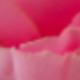 玫紅色