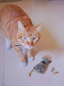 Muñeco de peluche de gato de color aleatorio, entretenimiento diario - Multicolor - Ver 2