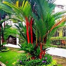 Palm Seeds, Plant Tree Seeds, Need To Be Planted And Cultivated - Multicolor - View 1