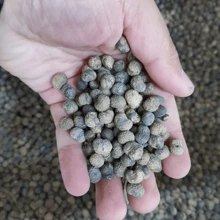 Palm Seeds, Plant Tree Seeds, Need To Be Planted And Cultivated - Multicolor - View 2