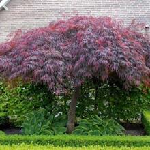 Direct Plants Palmatum Dissectum Crimson Queen 50-60cm In A 7.5 Litre Pot - Burgundy - View 2