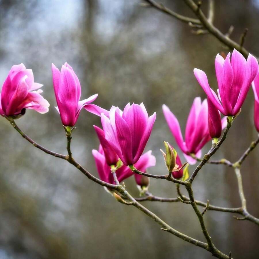Direct Plants Magnolia Susan Pink Tree Plant 100cm Tall In A 3 Litre Pot - Pink - View 1