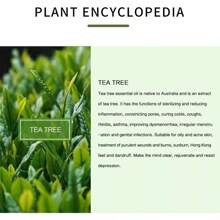 Aceite Esencial De Árbol De Té Antimicotico 100 % Natural - Fresco - Ver 6