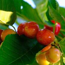 Direct Plants Merton Glory Cherry Fruit Tree 5-6ft Supplied In A 7.5 Litre Pot - Multicolour - View 1