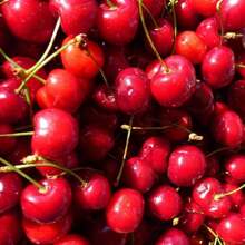 Direct Plants Prunus Stella Cherry Fruit Tree 5-6ft Tall Supplied In A 10 Litre Pot - Green - View 1