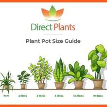 Direct Plants Syringa Miss Kim Dwarf Lilac Bush 40-60cm Large Supplied In A 3 Litre Pot - Multicolour - View 3