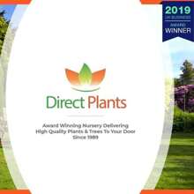 Direct Plants Crimson King Maple Tree 5-6ft Tall Supplied In A 7.5 Litre Pot - Burgundy - View 5