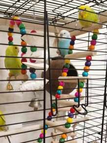 鸟类玩具套装 6 件套，彩色鸟绳栖木，鹦鹉秋千攀爬架，悬挂玩具鸟笼配件，适用于鹦鹉、鹦鹉、长尾小鹦鹉