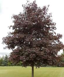 Direct Plants Crimson King Maple Tree 5-6ft Tall Supplied In A 7.5 Litre Pot - Burgundy - View 2