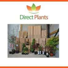 Direct Plants Syringa Miss Kim Dwarf Lilac Bush 40-60cm Large Supplied In A 3 Litre Pot - Multicolour - View 6