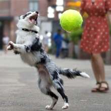 1 pieza Pelota de tenis para perro rebotadora y duradera de 9.5 pulgadas para verano, apta para entrenamiento de perros pequeños a medianos, juguete deportivo para mascotas para fomentar el juego positivo y el ejercicio, se envía desinflada