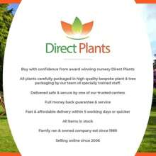 Direct Plants Syringa Miss Kim Dwarf Lilac Bush 40-60cm Large Supplied In A 3 Litre Pot - Multicolour - View 5