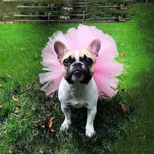 Lace Princess Dress Tutu Dress For Small Medium Dog Apparel Puppy Dog Skirts Pet Supplies Puppy Clothes Dog Dress