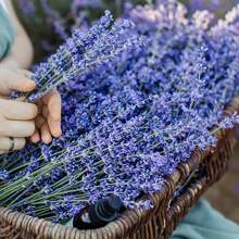 100g/3.52oz Fragrant Dried Lavender Flowers - 100% Natural Purple Lavender Buds, Suitable For DIY Crafts, Sachets, Wedding Toss, Candles And Soap Making - Ideal For Christmas, Mother's Day And Other Holidays