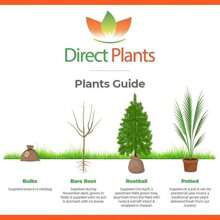 Direct Plants Acacia Retinodes Yellow Swamp Wattle Tree Plant 3-4ft Tall Supplied In A 3 Litre Pot - Multicolour - View 2
