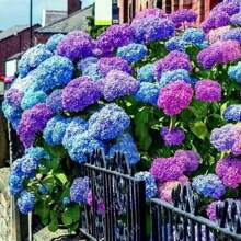 30pcs Blue Pink Purple Hydrangea Seeds - Stunning Perennial Flowers For Colorful Garden Blooms - Hardy Plant Seeds For Gardening Enthusiasts - Easy-To-Grow Variety For Landscape Beautification - 20個 - 查看 4