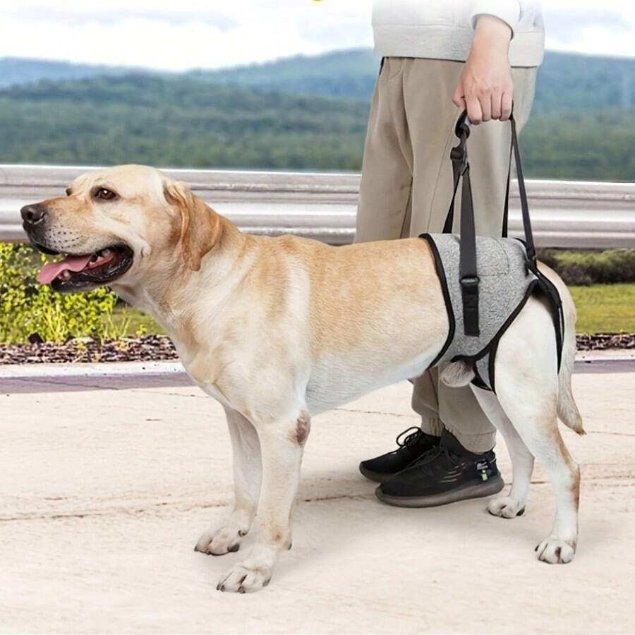 1 件装老年/残疾犬后部支撑背带，帮助后腿受伤、残障犬散步牵引绳