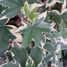 Direct Plants Fatshedera Lizei Variegata Evergreen Shrub Large Plant Supplied In A 3 Litre Pot - Multicolour - View 1