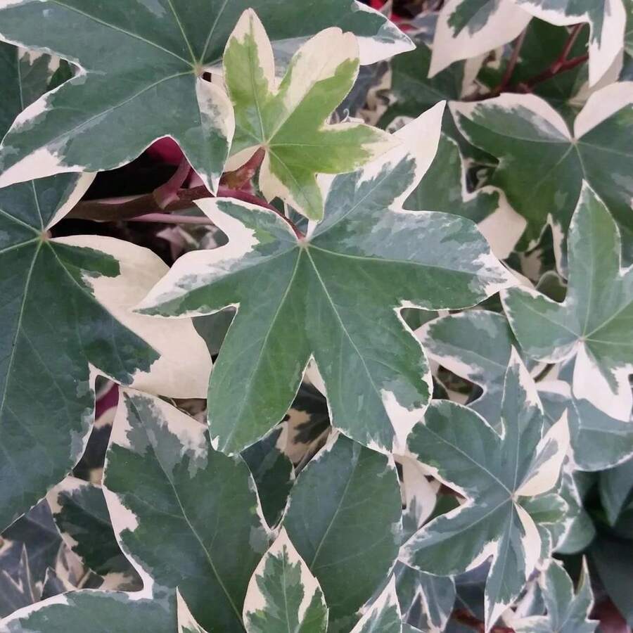 Direct Plants Fatshedera Lizei Variegata Evergreen Shrub Large Plant Supplied In A 3 Litre Pot - Multicolour - View 1