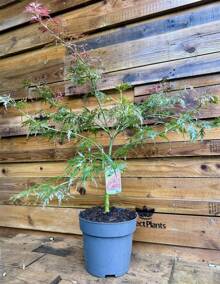 Direct Plants Palmatum Dissectum Crimson Queen 50-60cm In A 7.5 Litre Pot - Burgundy - View 1