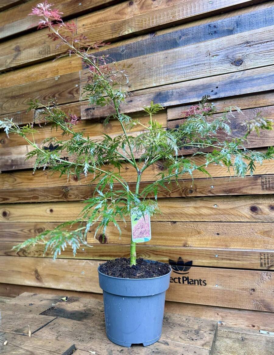 Direct Plants Palmatum Dissectum Crimson Queen 50-60cm In A 7.5 Litre Pot - Burgundy - View 1