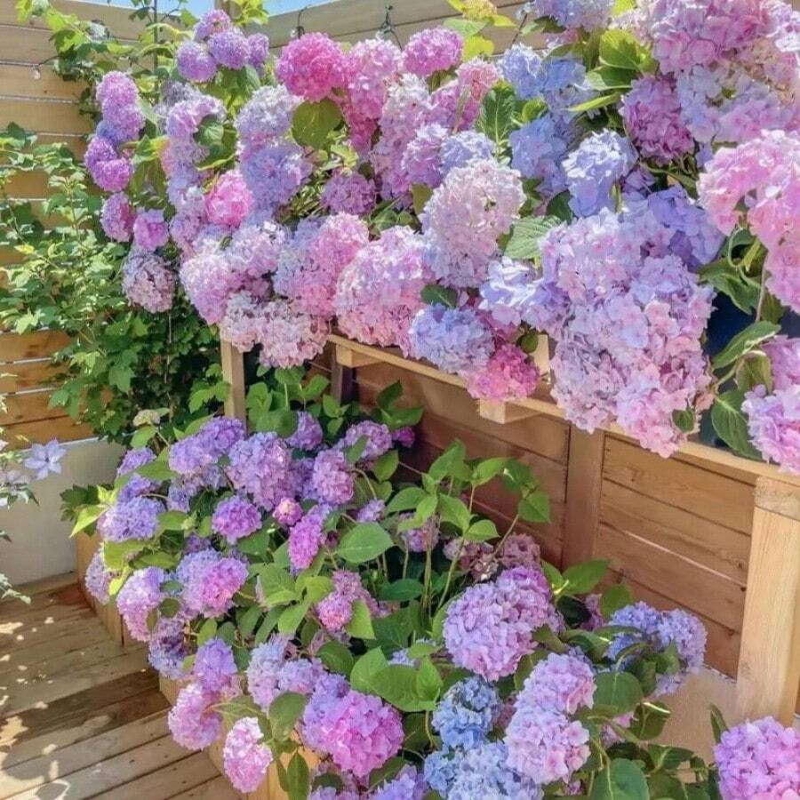 30pcs Blue Pink Purple Hydrangea Seeds - Stunning Perennial Flowers For Colorful Garden Blooms - Hardy Plant Seeds For Gardening Enthusiasts - Easy-To-Grow Variety For Landscape Beautification - 20個 - 查看 1