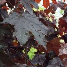 Direct Plants Crimson King Maple Tree 5-6ft Tall Supplied In A 7.5 Litre Pot - Burgundy - View 1