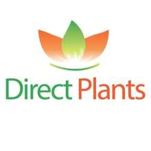 Direct Plants Merton Glory Cherry Fruit Tree 5-6ft Supplied In A 7.5 Litre Pot - Multicolour - View 7